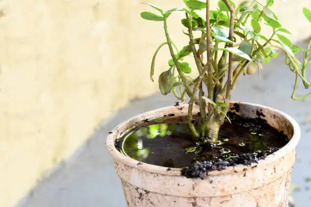 Overly wet soil