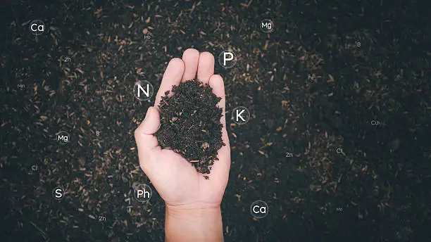 nutrient imbalance in soil