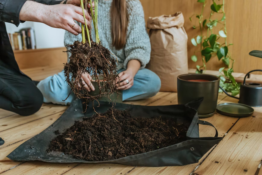 What healthy roots need from the soil