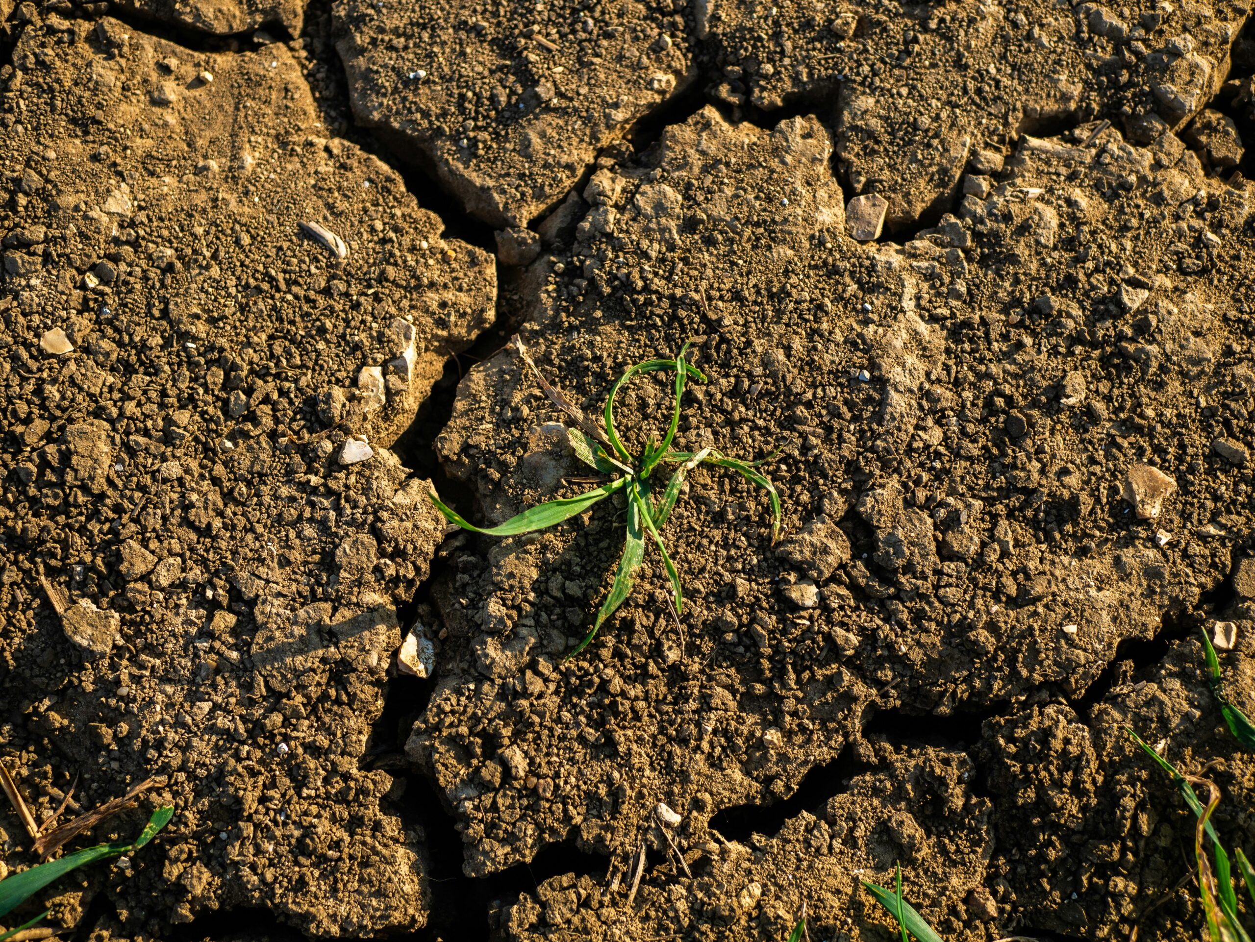 Dry Cracked Soil