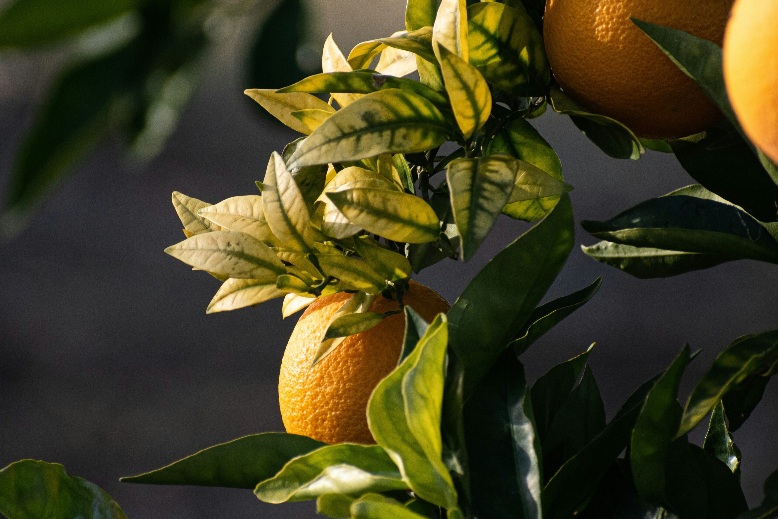 Citrus plant leaves turning yellow