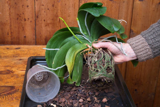 what does root rot look like?
