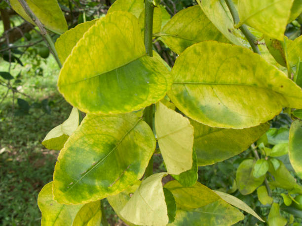 Citrus leaves turning yellow