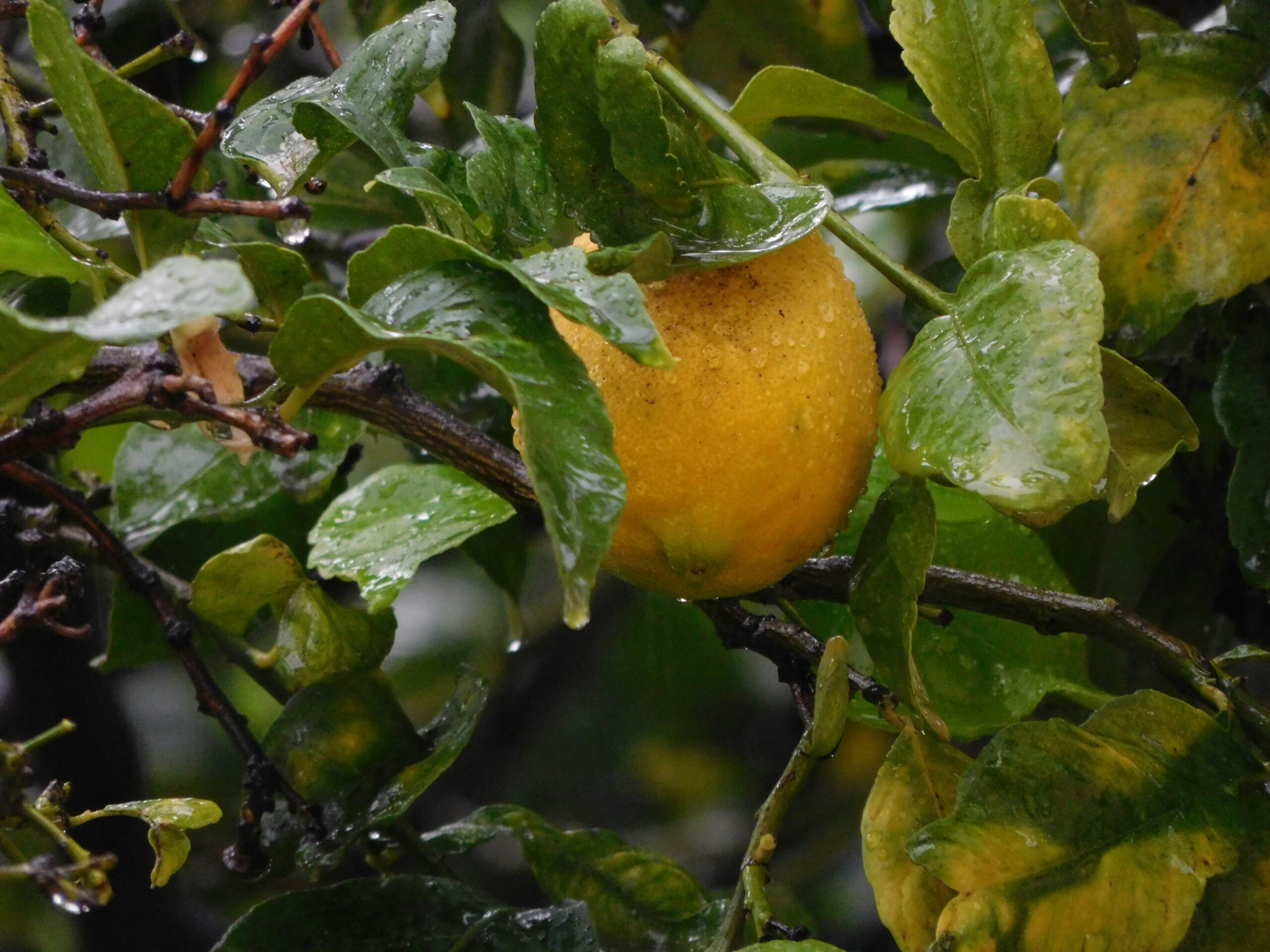 Citrus plant leaves turning yellow
