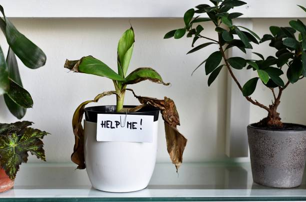 How Healthy Roots Handle Summer Stress
