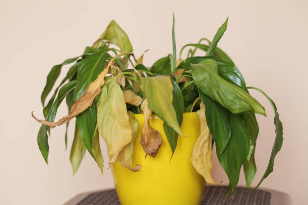 How Healthy Roots Handle Summer Stress