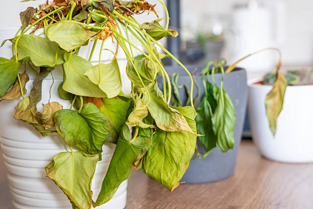 How Healthy Roots Handle Summer Stress