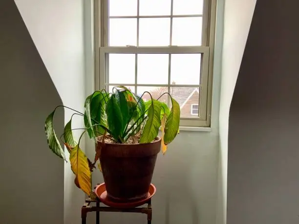 plant wilting due to unhealthy roots