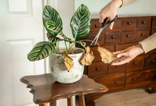 plant leaves yellowing due to unhealthy roots