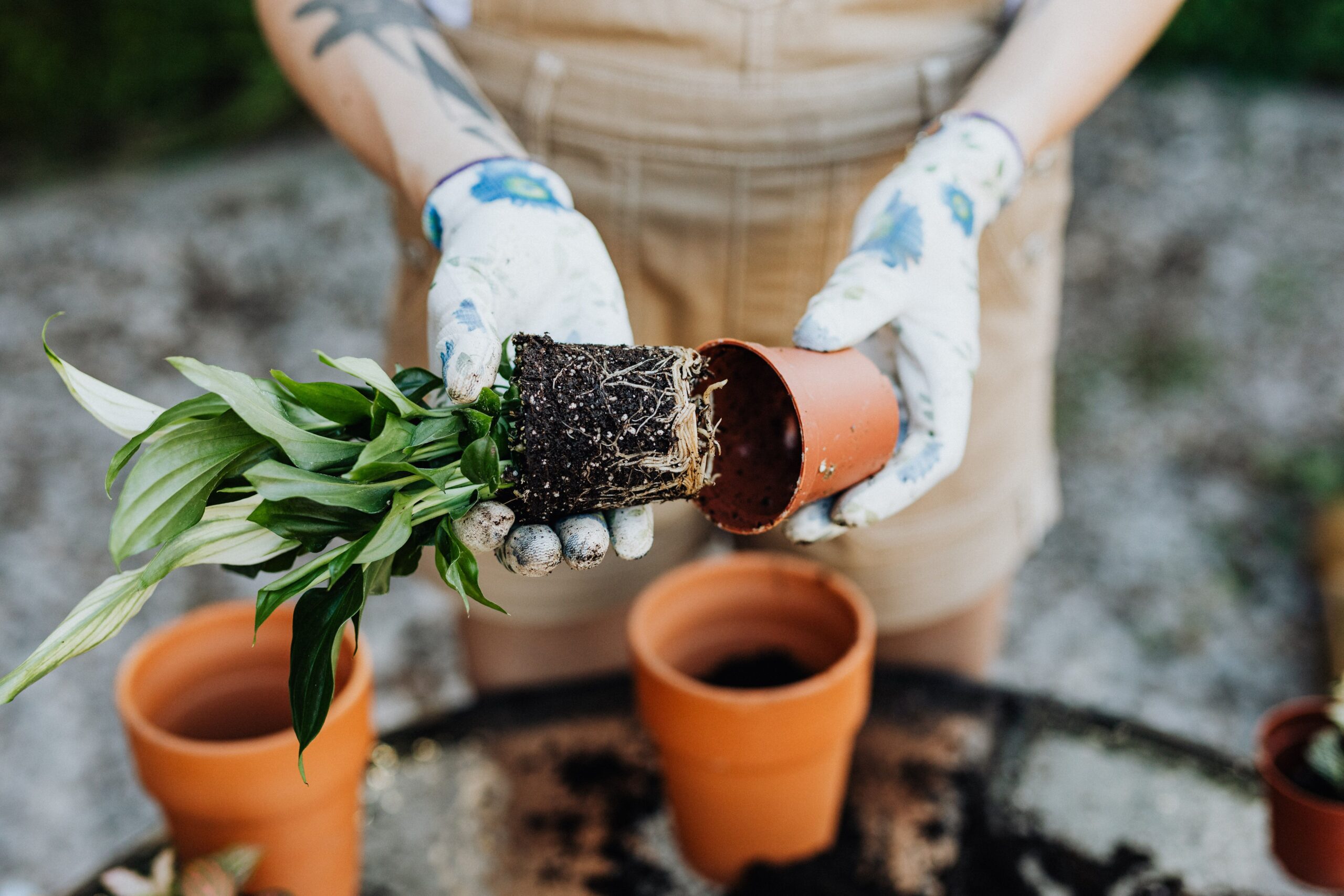 healthy plant roots and root system during repotting