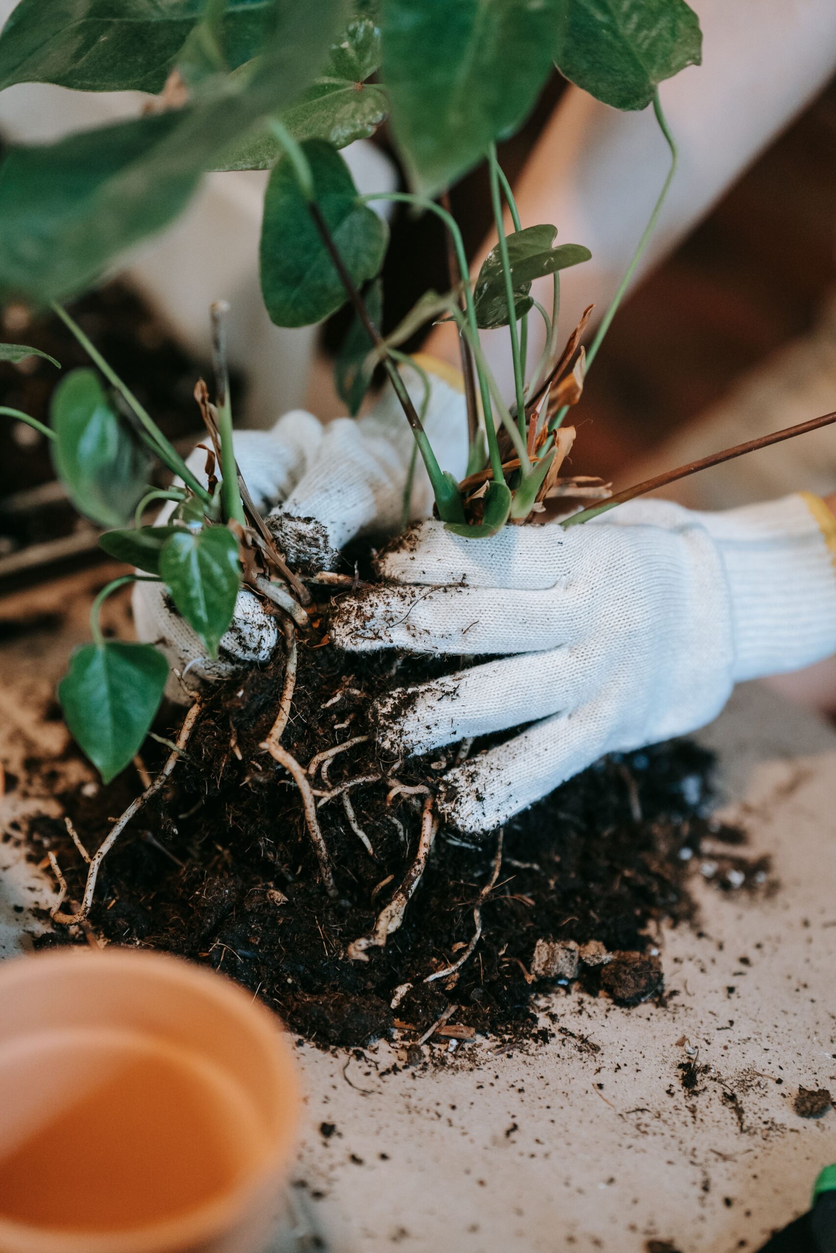healthy plants begin with healthy roots