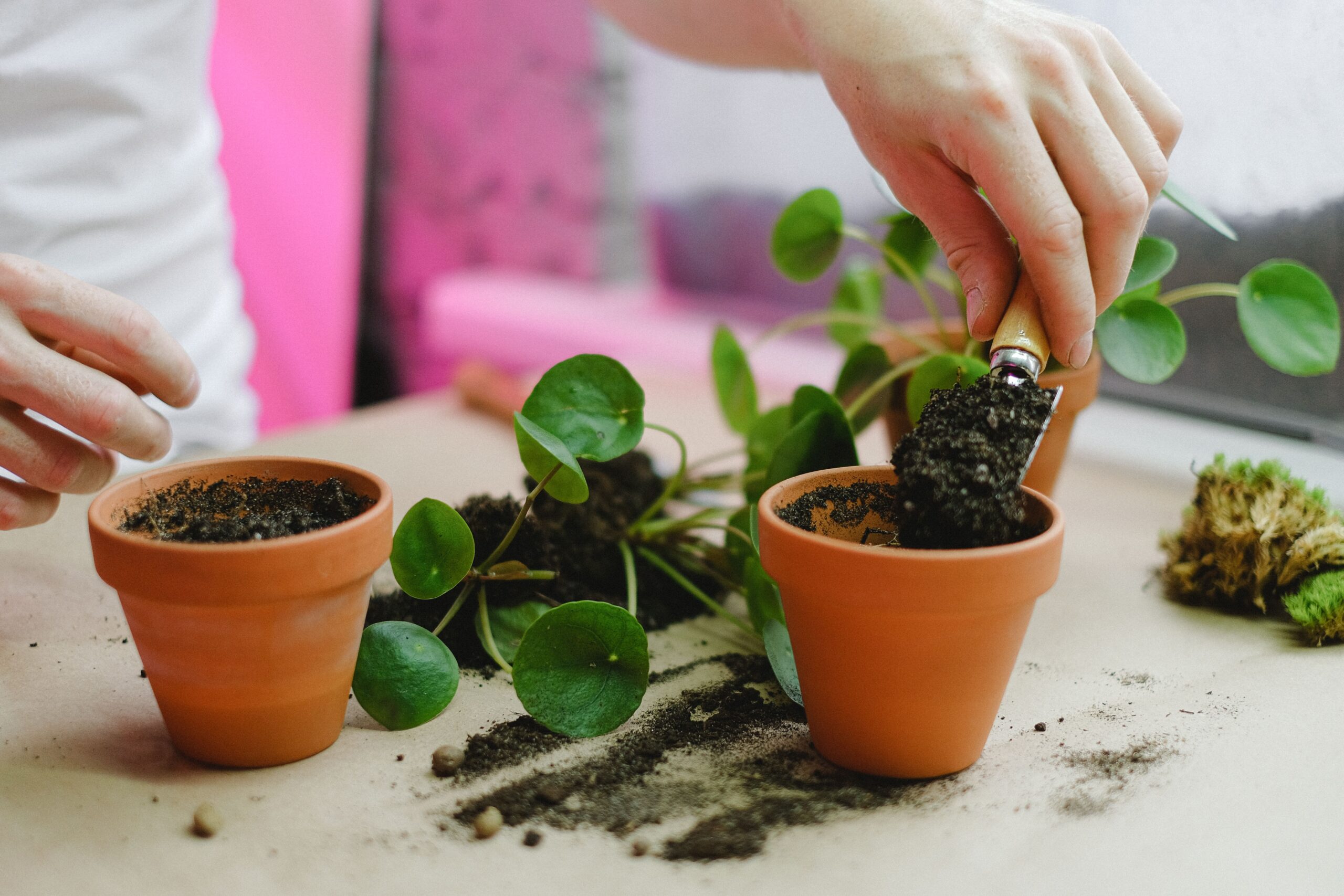 moving plant propagation