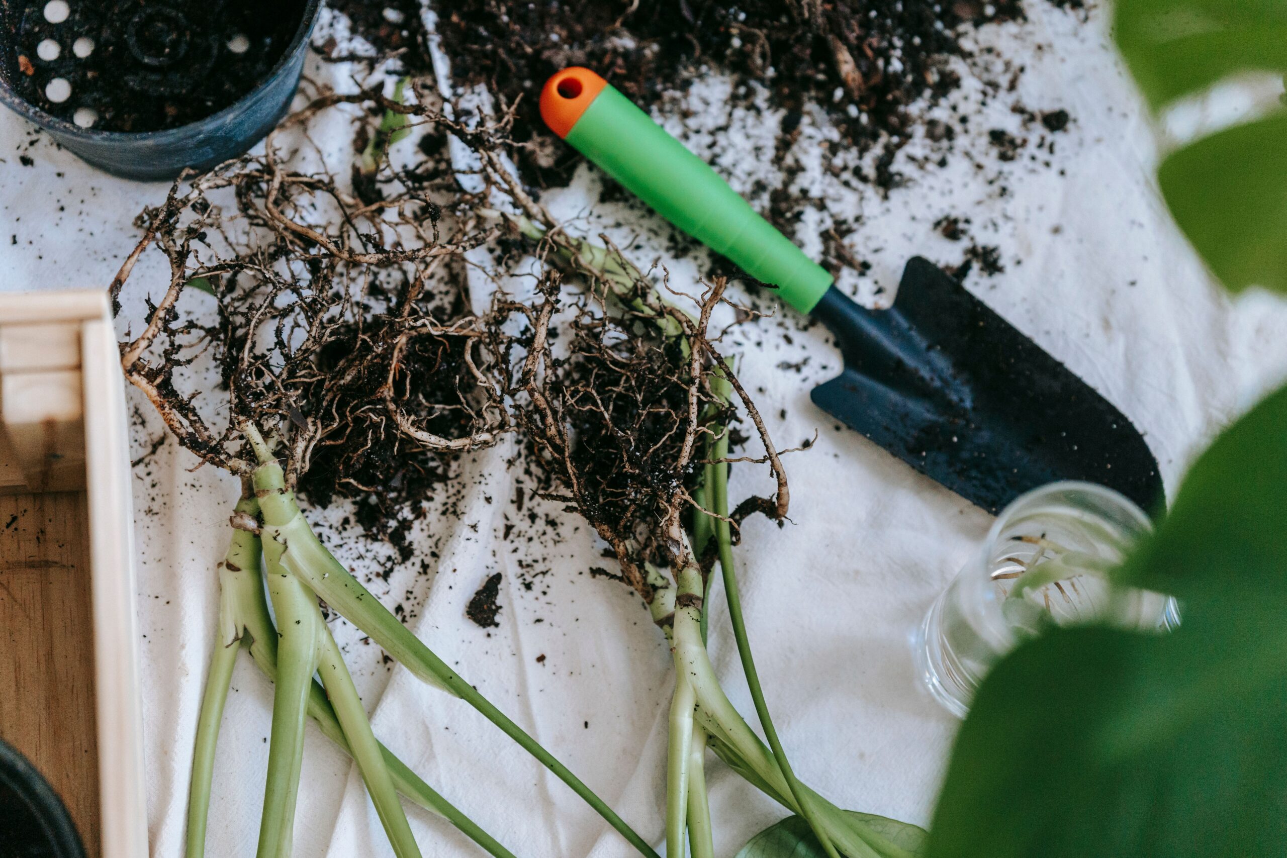 What to do for unhealthy roots and unhealthy plants