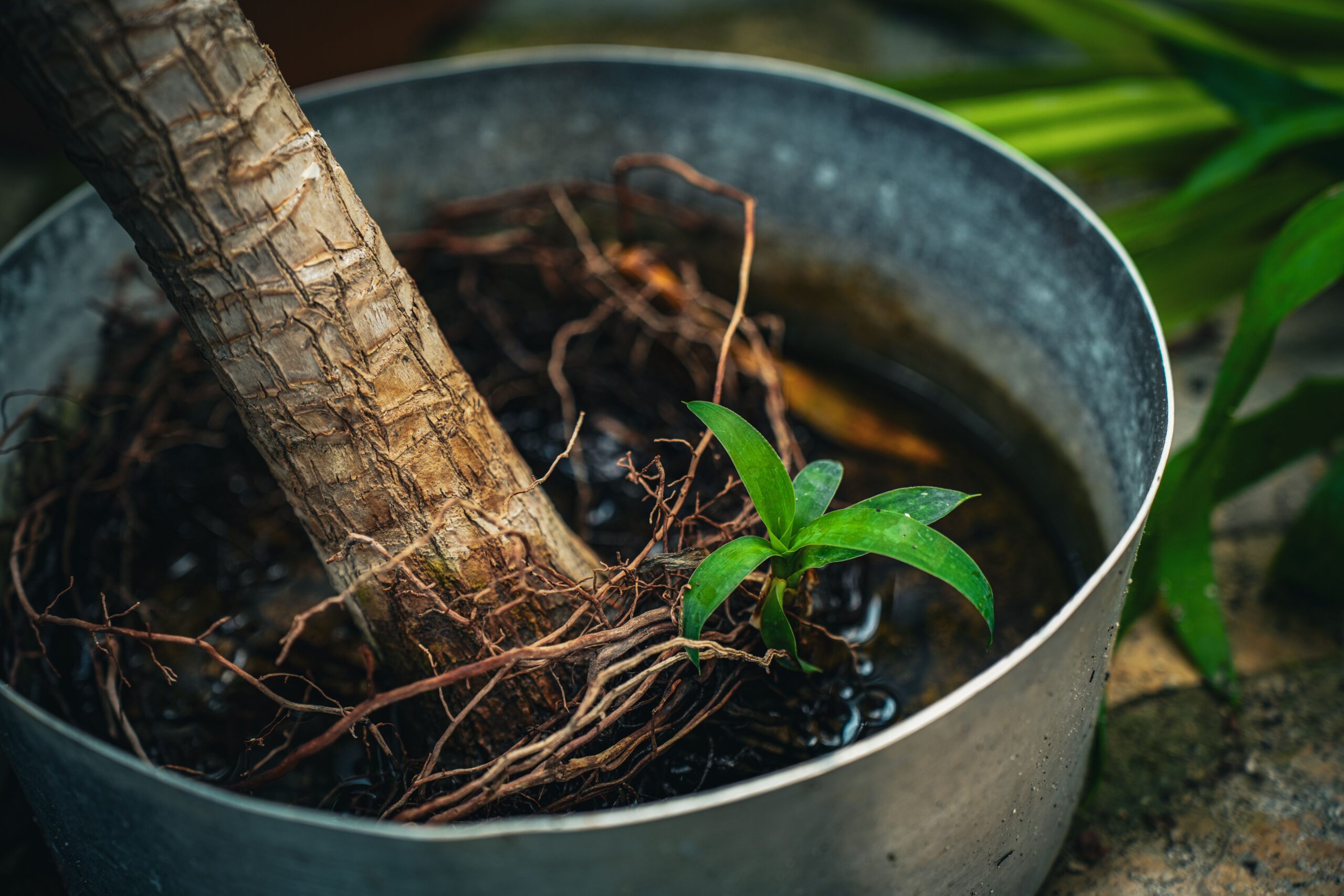 watering the roots properly for healthy roots