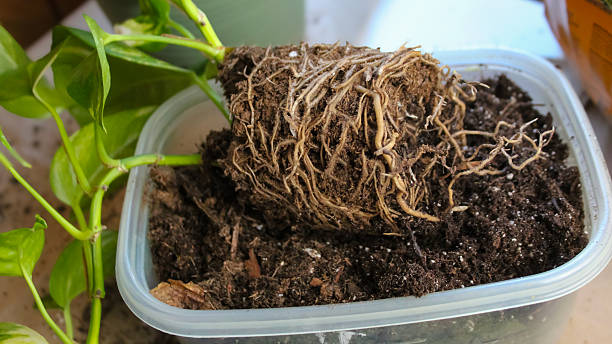 compacted roots