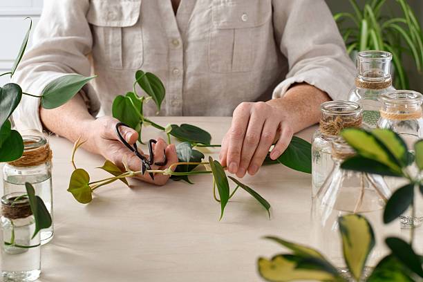 how to transplant root cuttings for root propagation