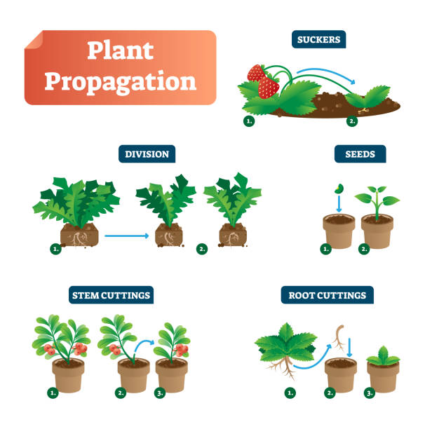 plant propagation types