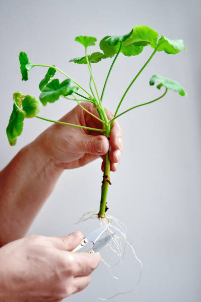 root cutting for root propagation