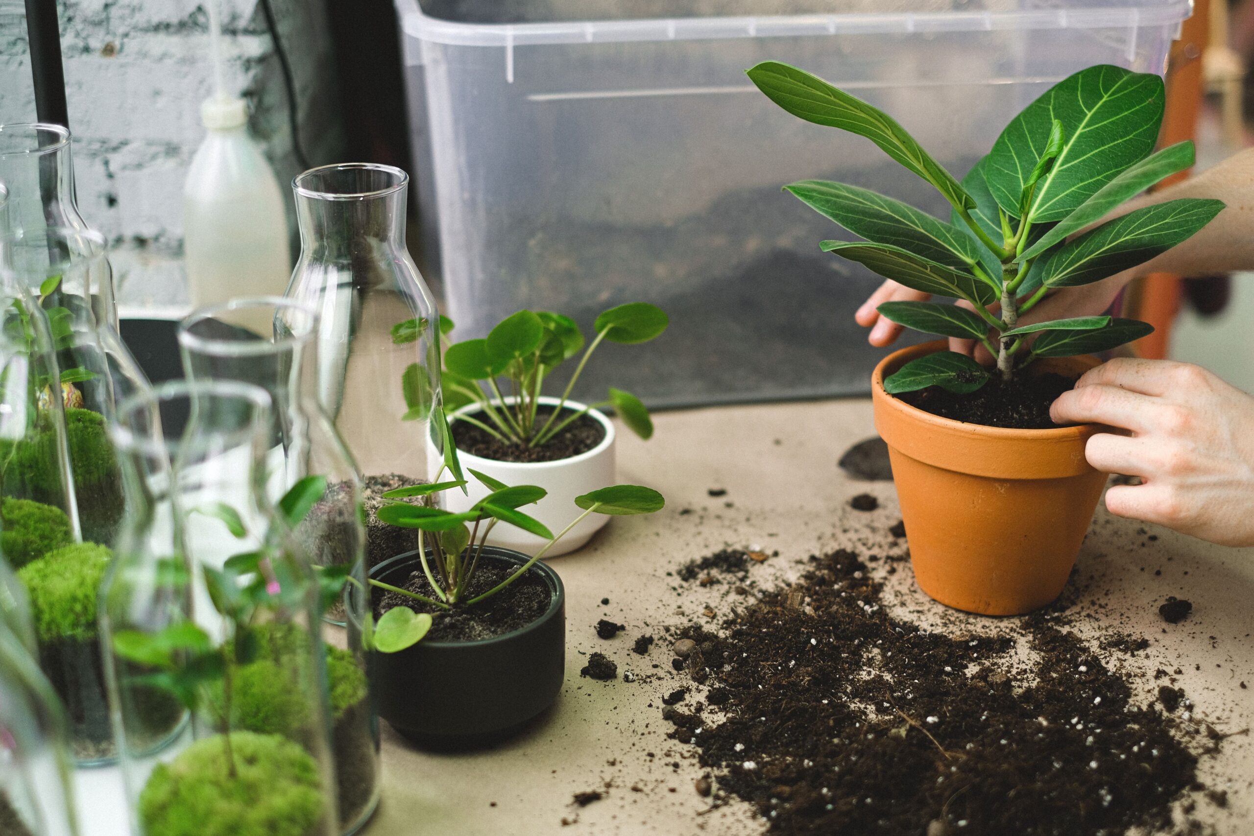 root propagation in pot